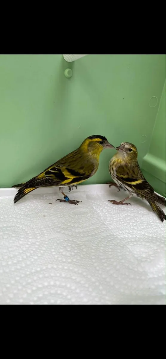 Birds - Image 2