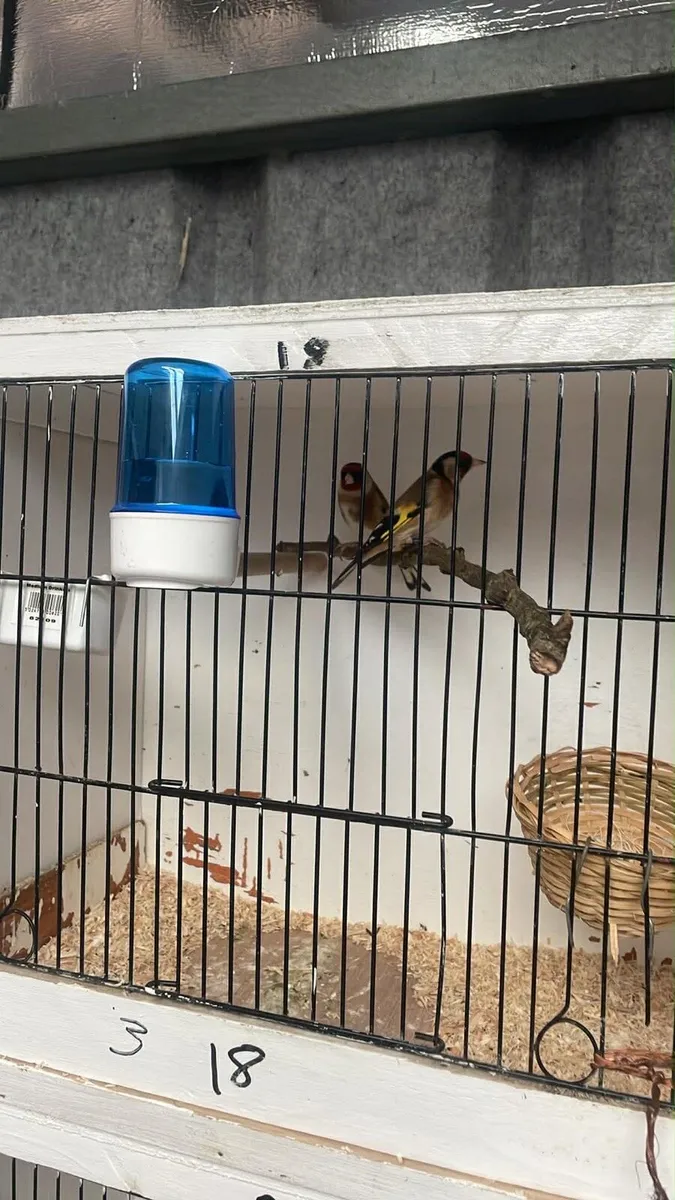 Birds - Image 3