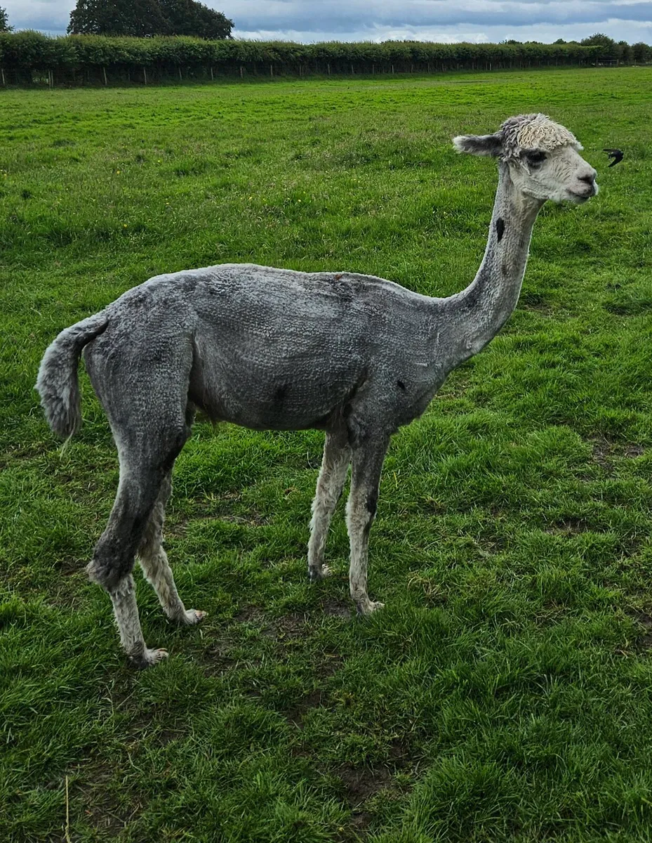 Alpaca - Image 3