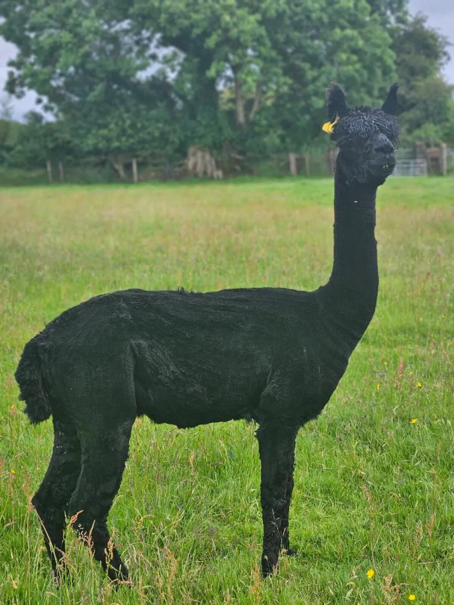 Alpaca - Image 4