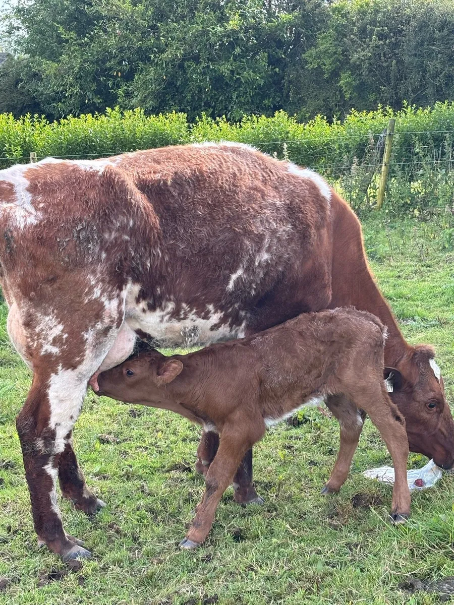 😍ROAN HEIFER CALVED TODAY 😍 - Image 1
