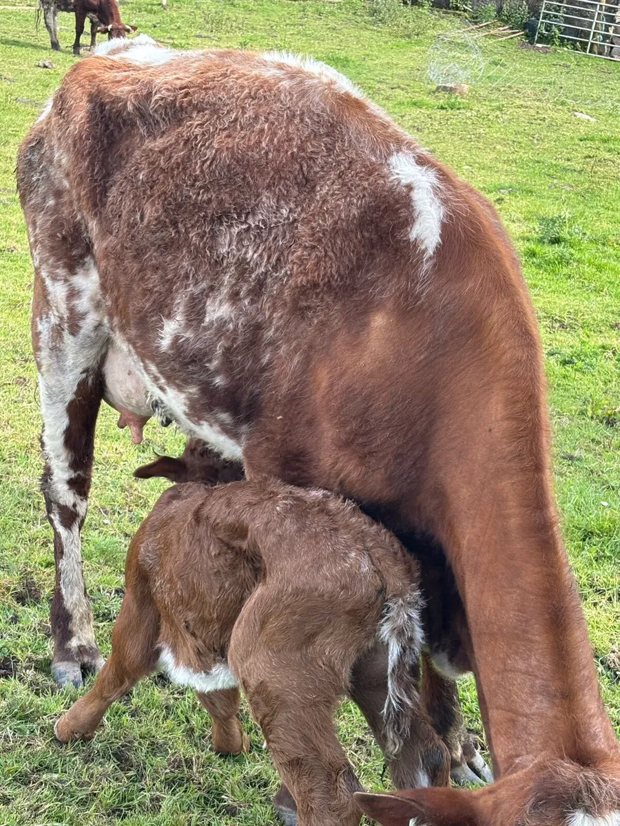 😍ROAN HEIFER CALVED TODAY 😍 - Image 2