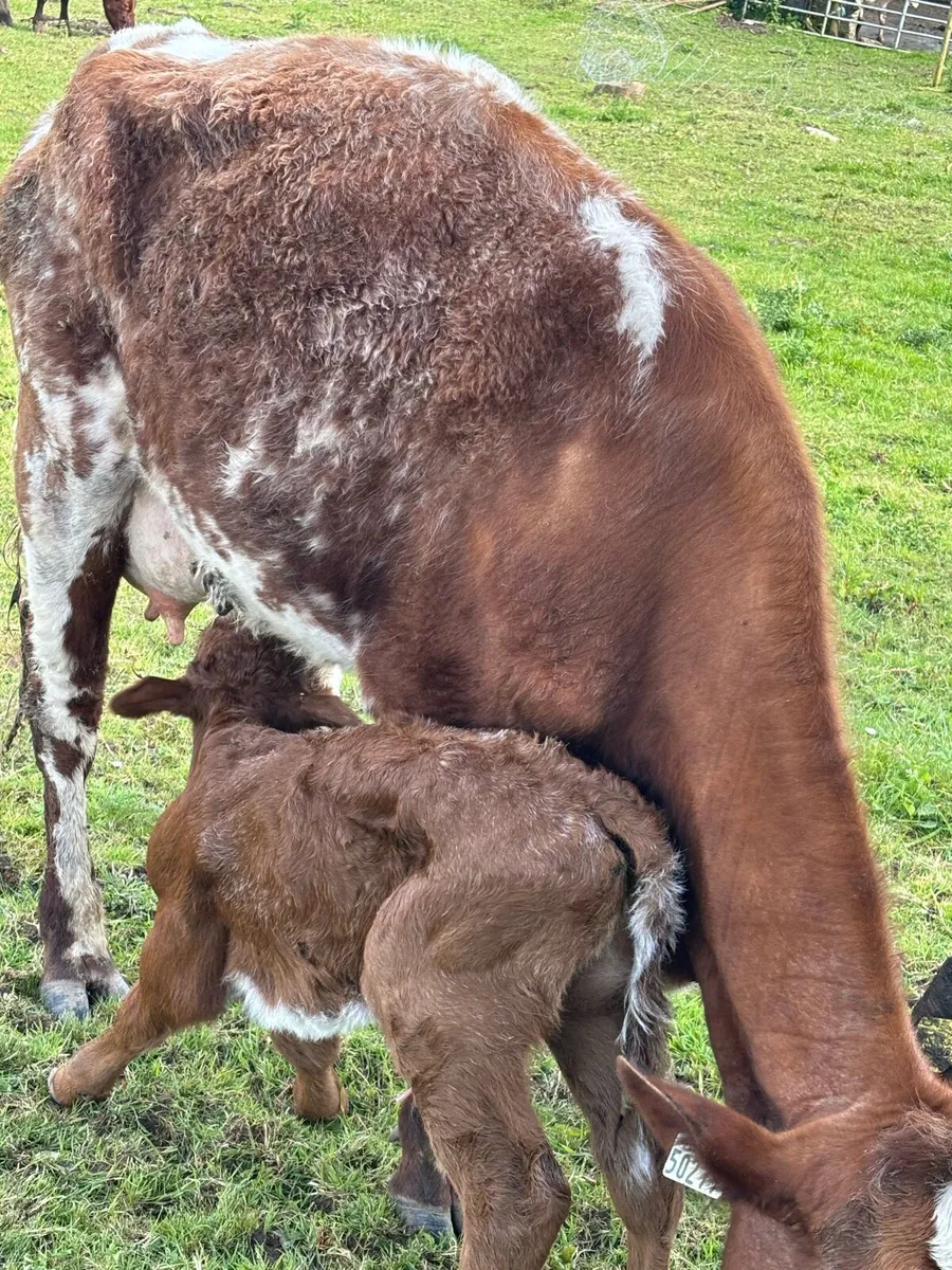 😍ROAN HEIFER CALVED TODAY 😍 - Image 3