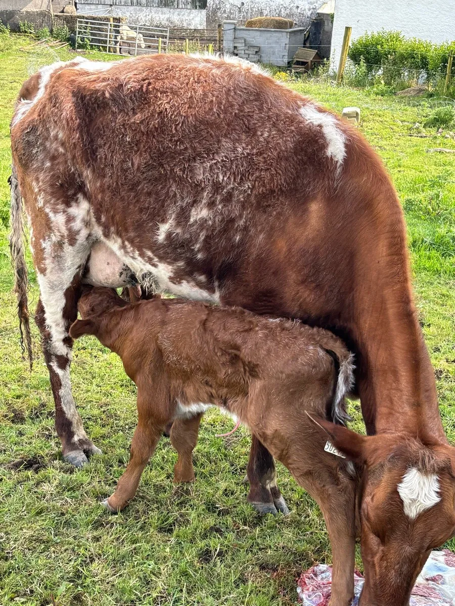 😍ROAN HEIFER CALVED TODAY 😍 - Image 4
