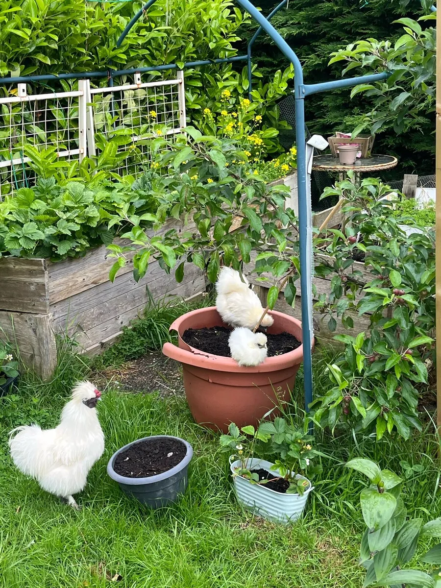 Silkie chickens - Image 1