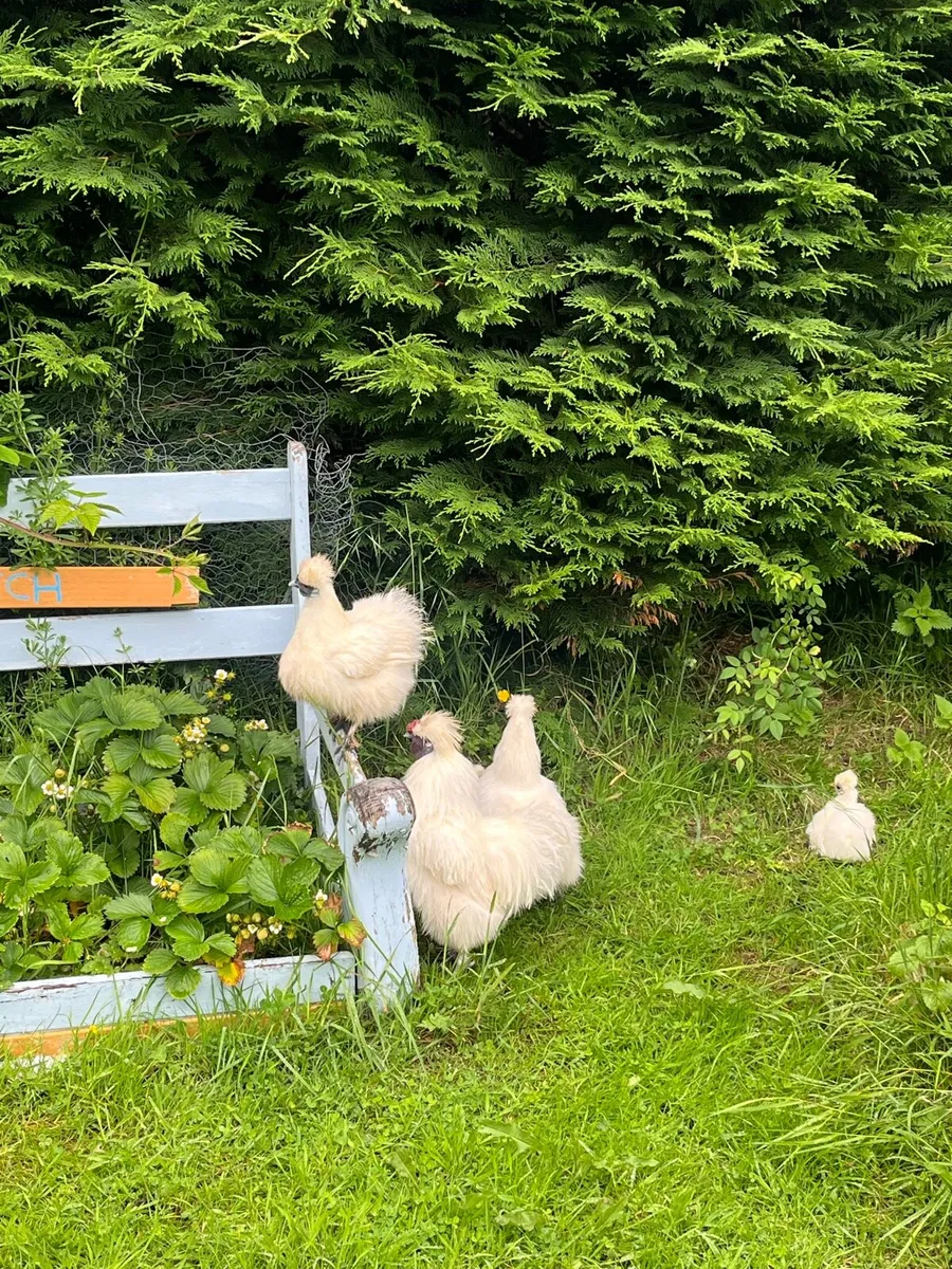 Silkie chickens - Image 2