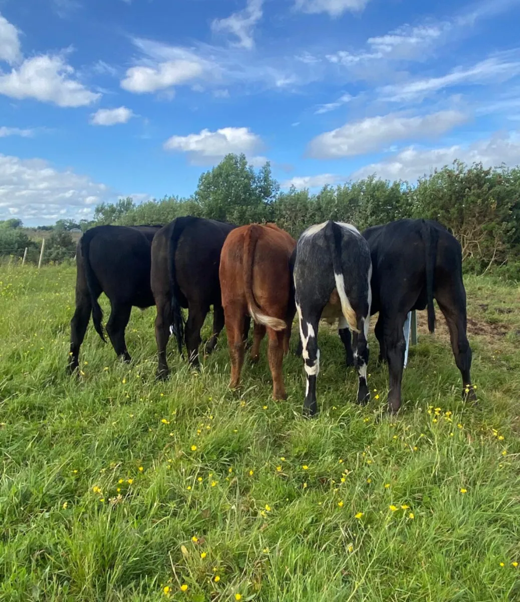 420/450kg continental store bullocks - Image 1