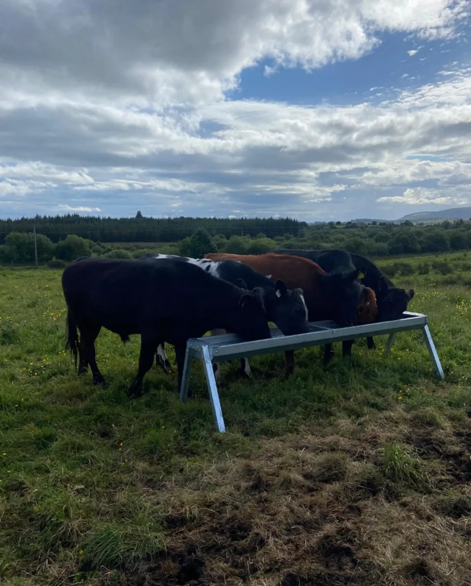 420/450kg continental store bullocks - Image 2