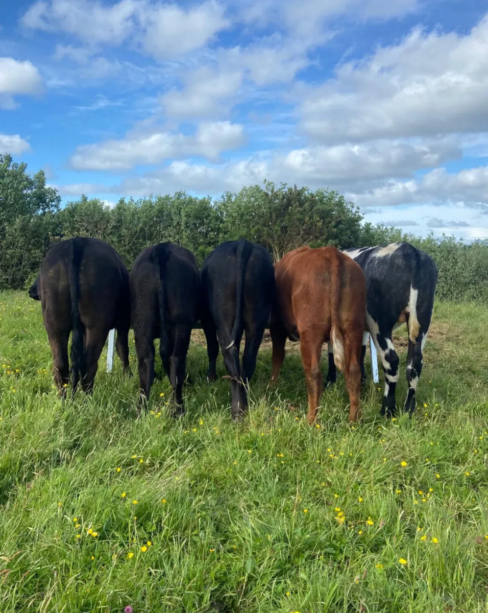 420/450kg continental store bullocks - Image 3