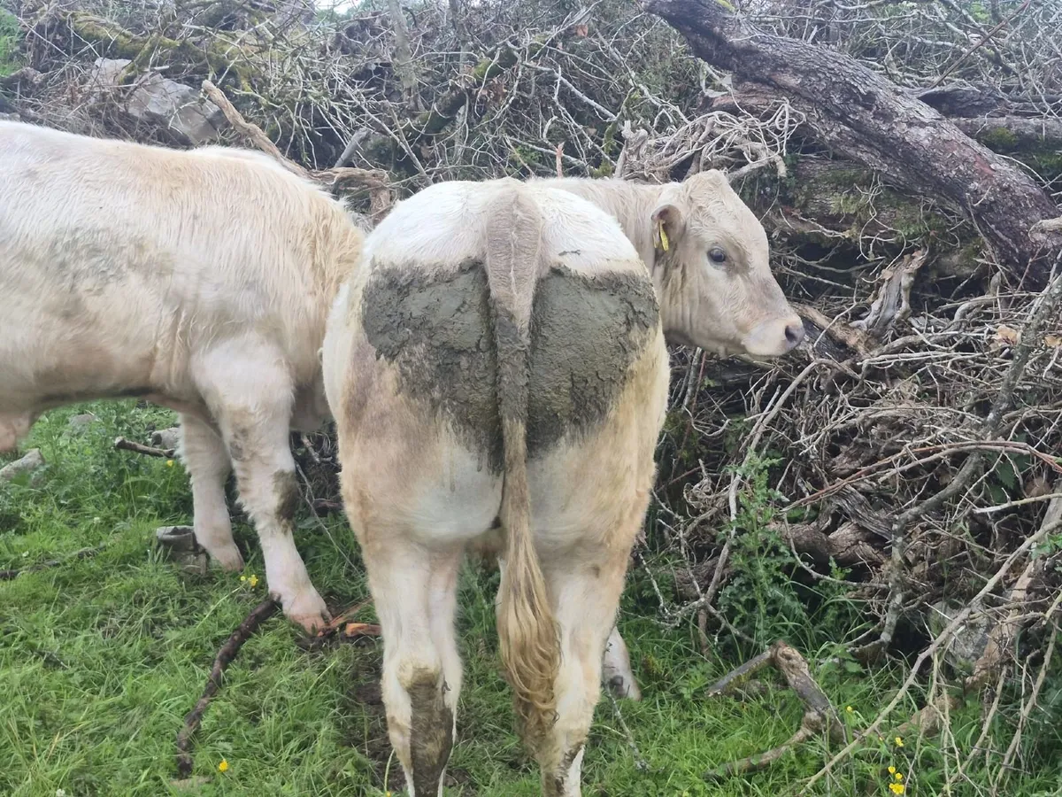 livestock - Image 3