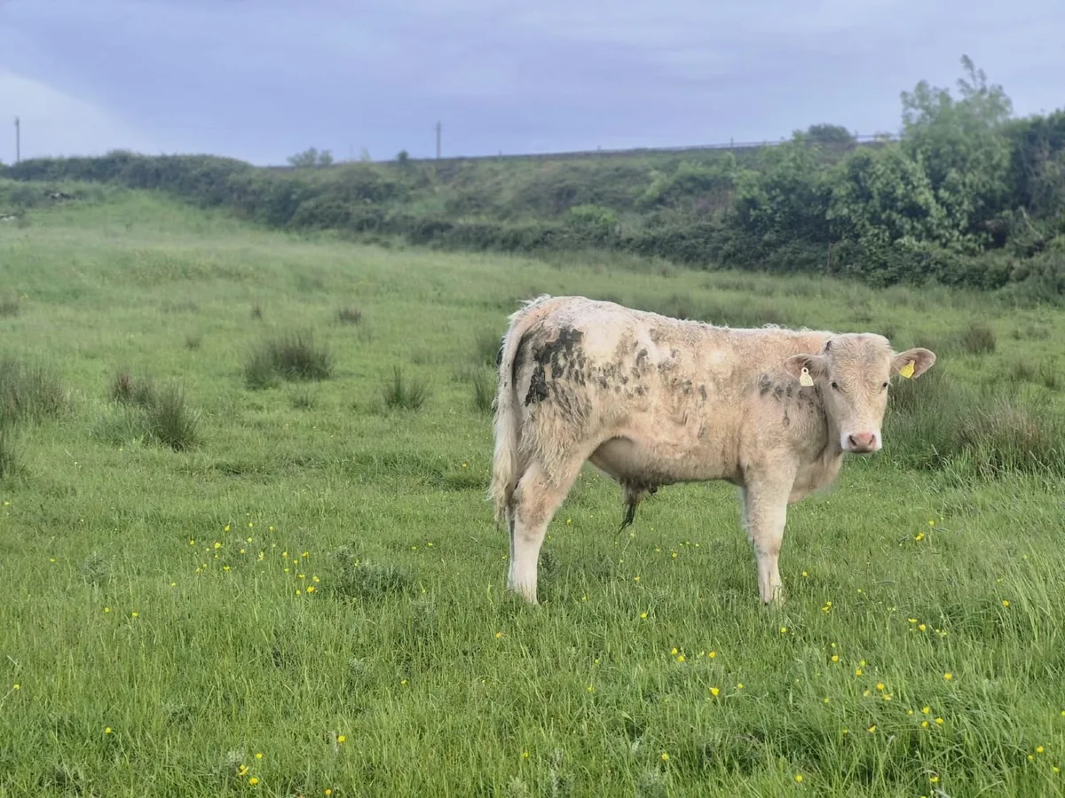 livestock - Image 4