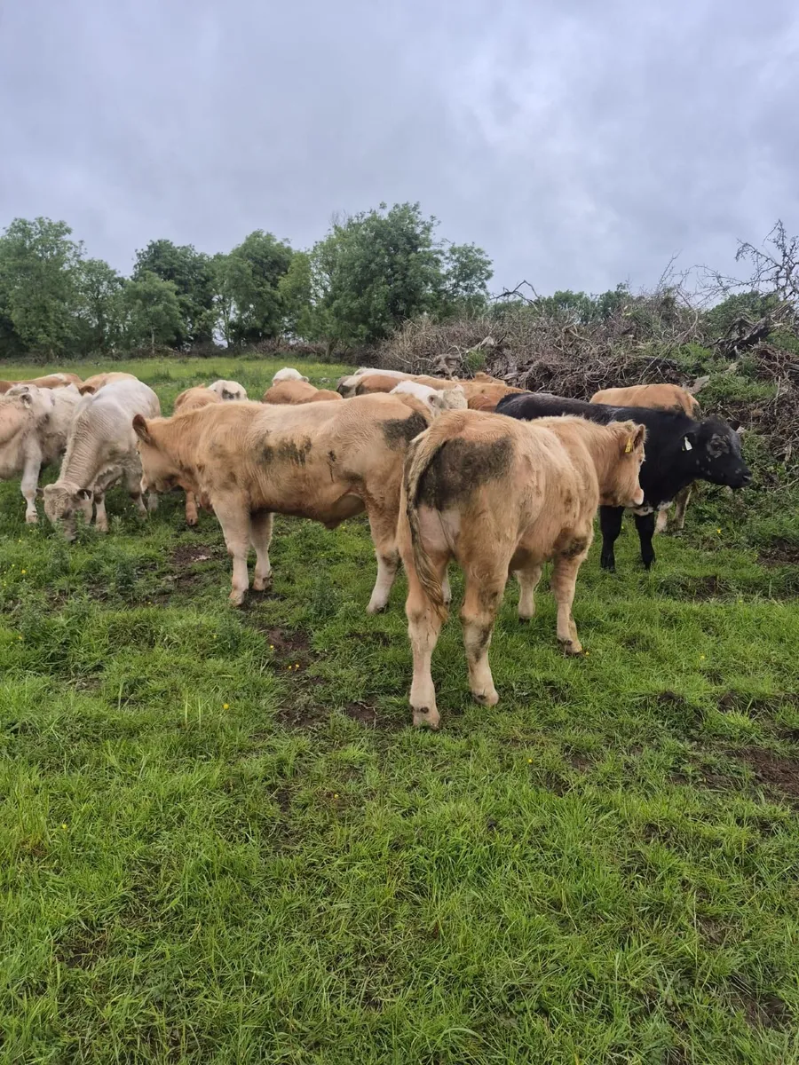 livestock - Image 2