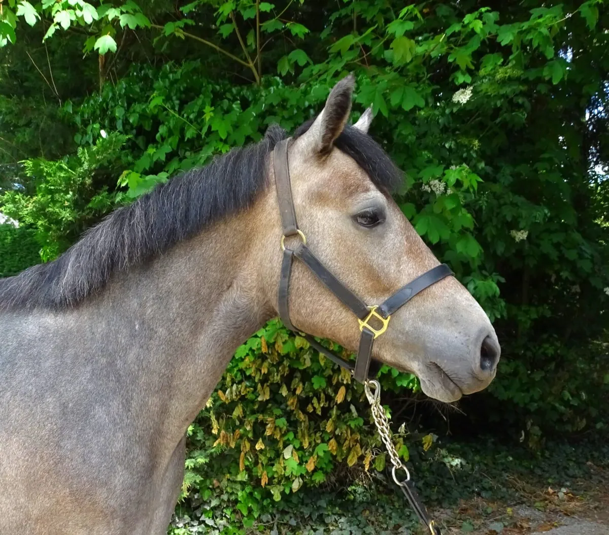 Quality Connemara mare - Image 2