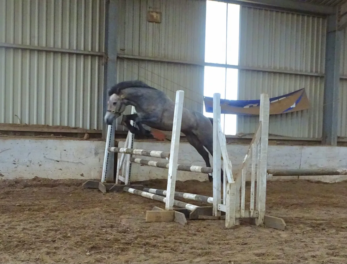 Quality Connemara mare - Image 3
