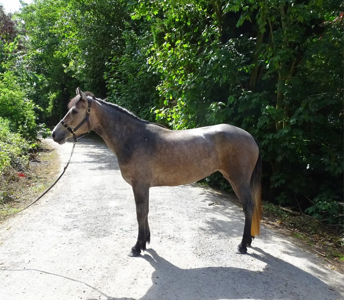 Quality Connemara mare - Image 4