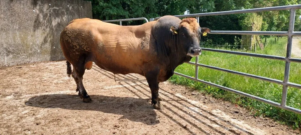 7 year old Parthenaise bull for sale - Image 2