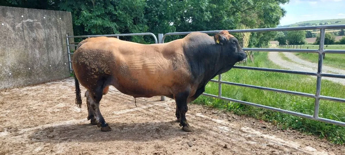 7 year old Parthenaise bull for sale - Image 3