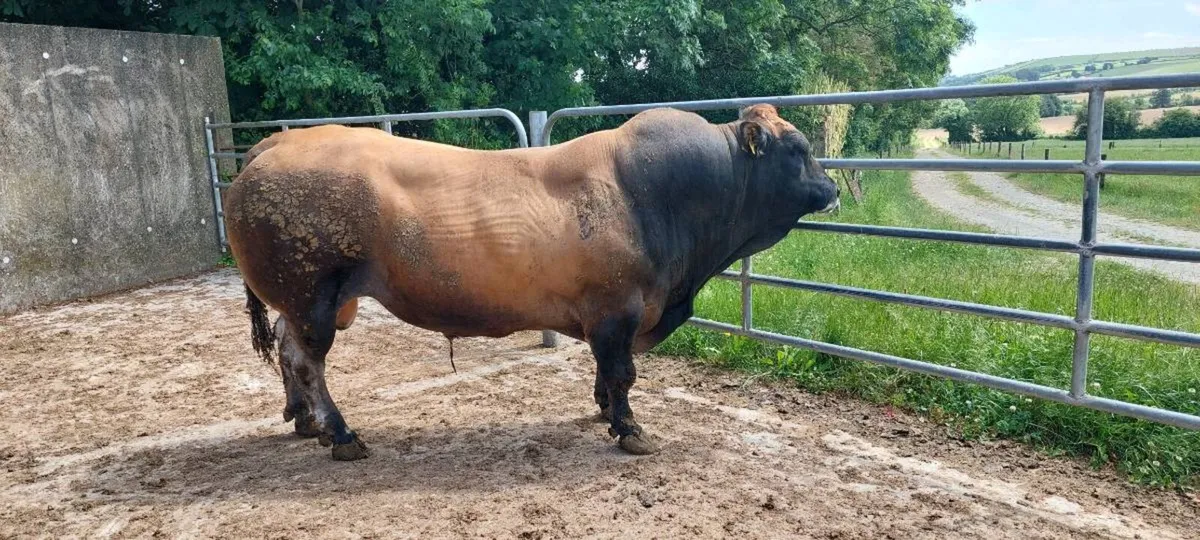 7 year old Parthenaise bull for sale - Image 4