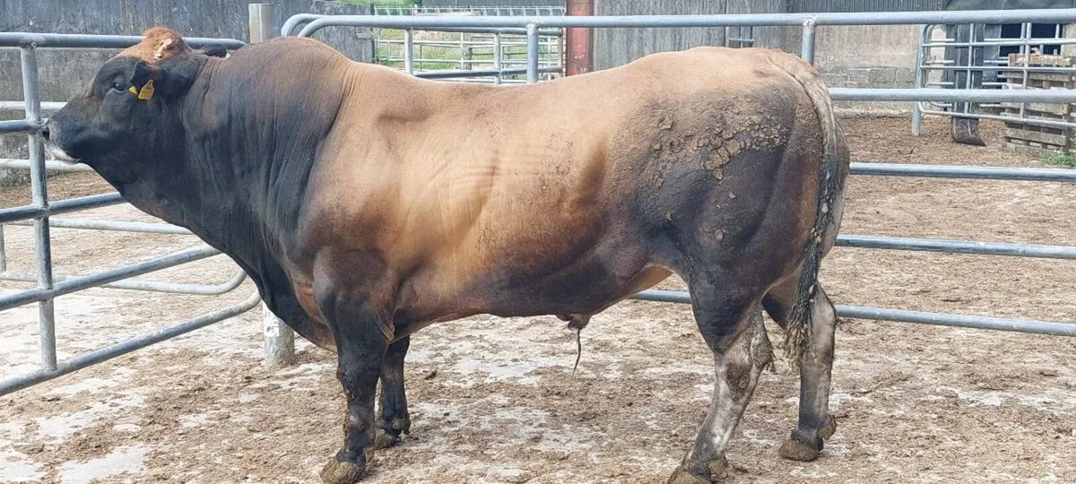 7 year old Parthenaise bull for sale - Image 1