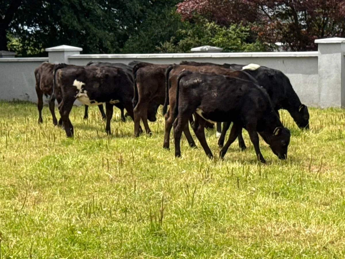 10 Angus Heifer Runners - Image 2