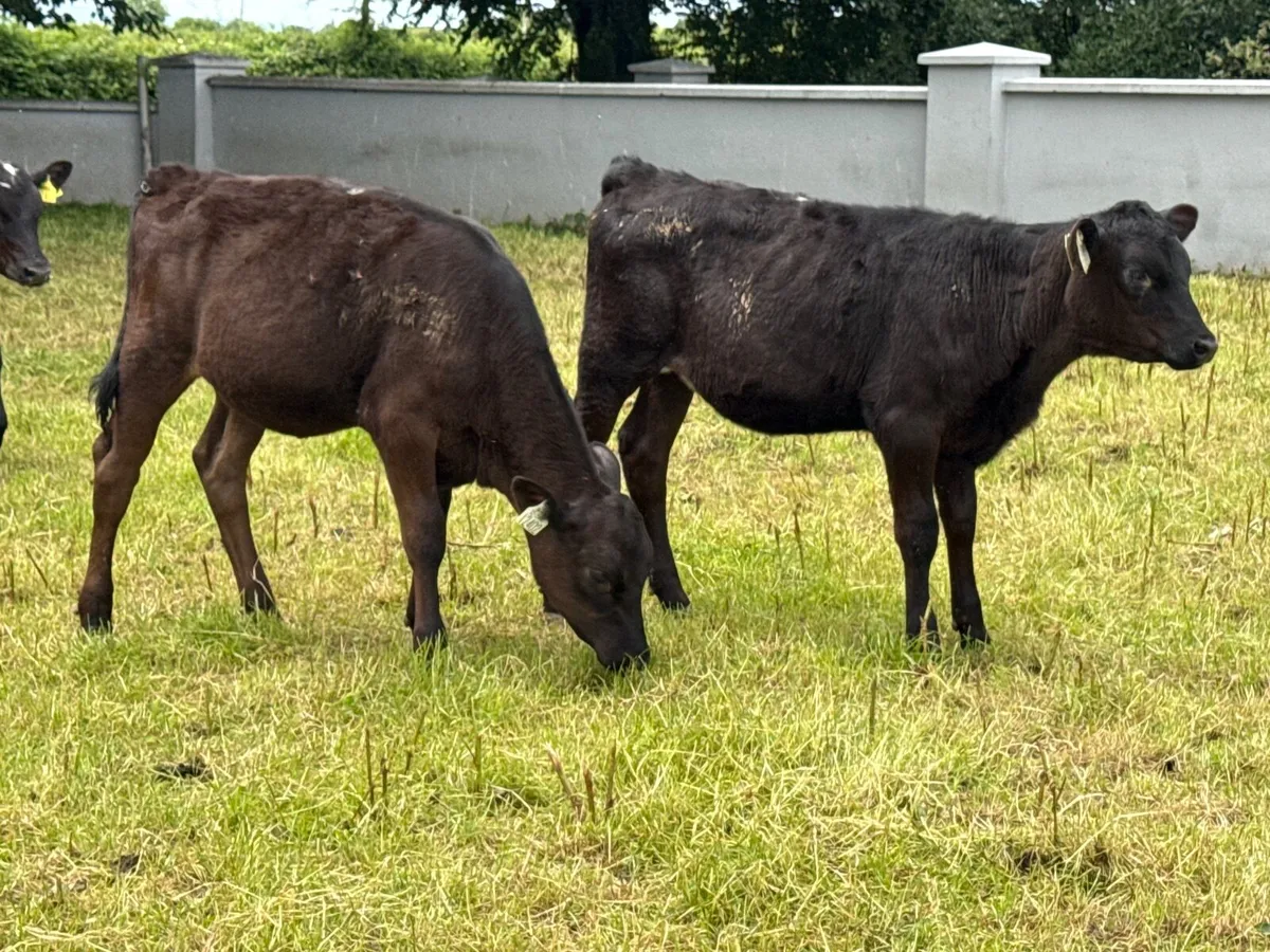 10 Angus Heifer Runners - Image 3