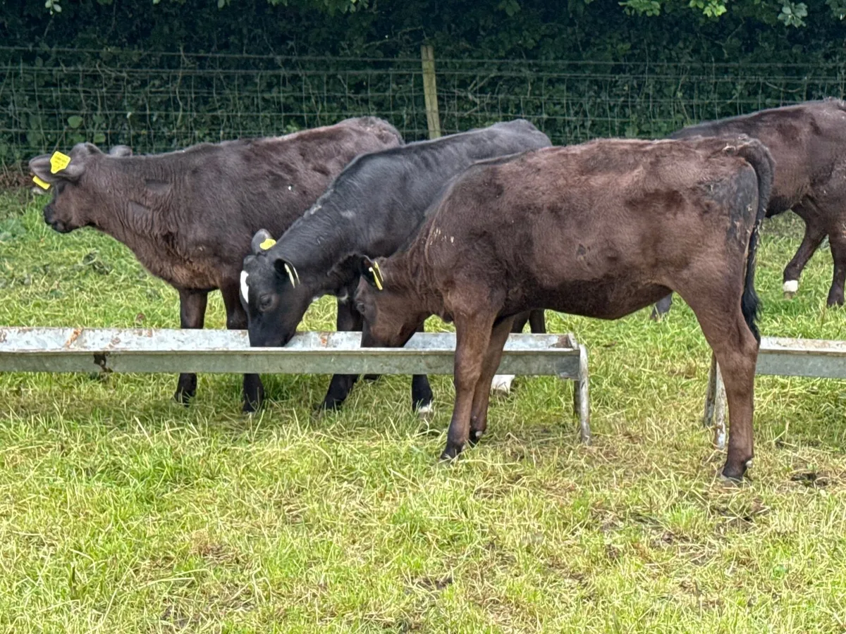 10 Angus Heifer Runners - Image 4