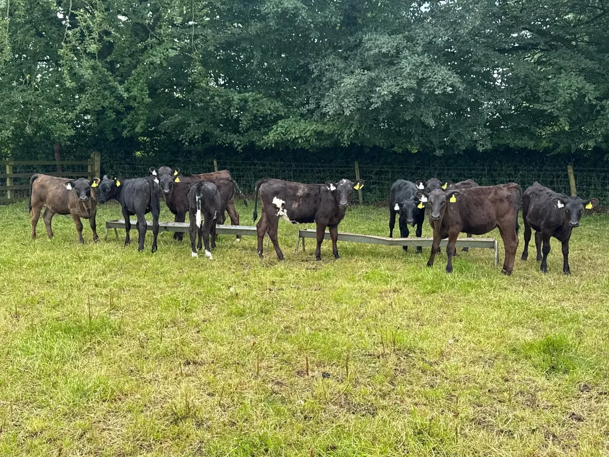 10 Angus Heifer Runners - Image 1