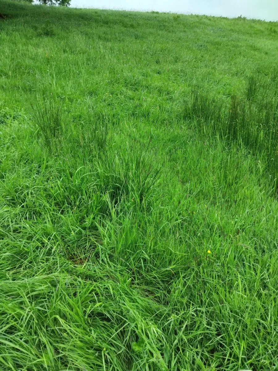 10 Acres of grass for 5 weeks(approx) Needs eating - Image 1