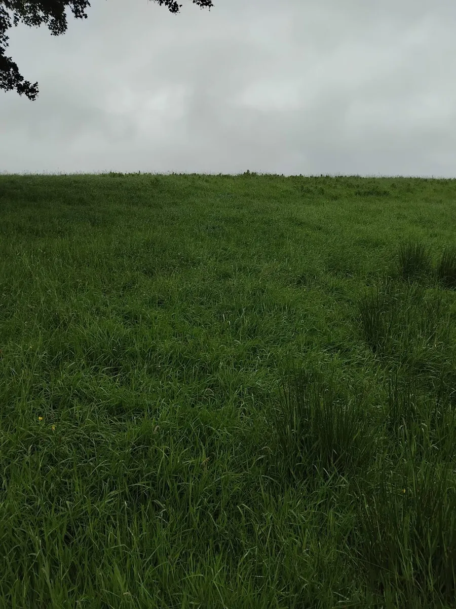 10 Acres of grass for 5 weeks(approx) Needs eating - Image 2