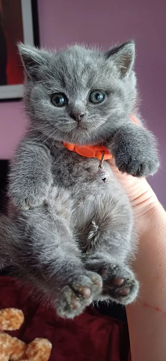 Purebred British Shorthair kittens 🥰 - Image 3
