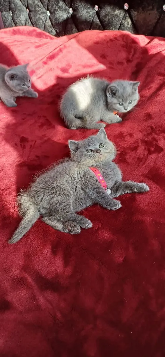 Purebred British Shorthair kittens 🥰 - Image 4