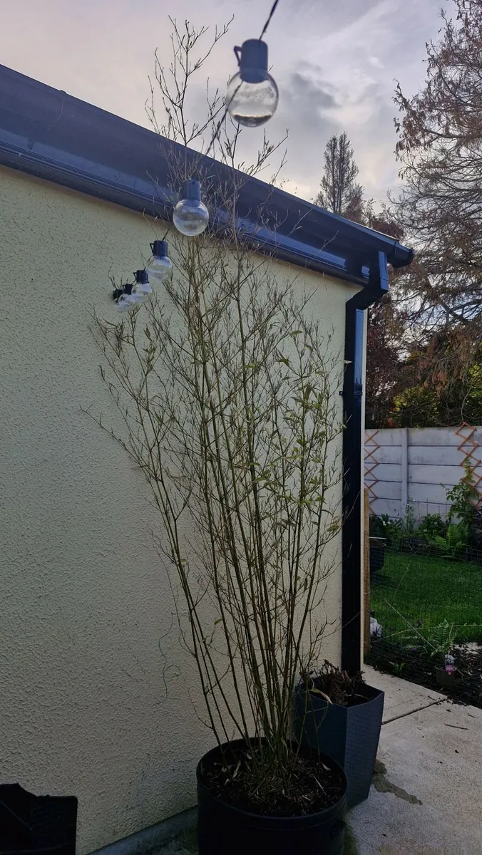 Bamboo plants - Image 2