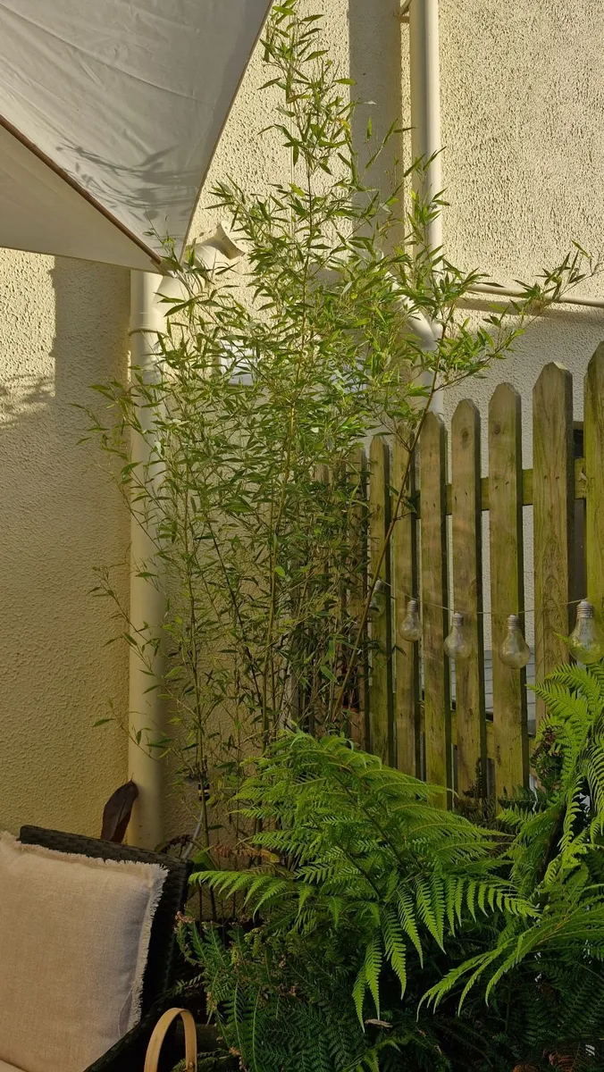 Bamboo plants - Image 1