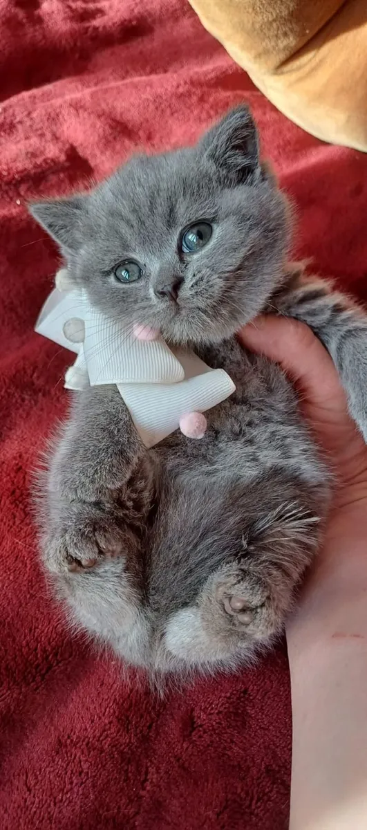 Purebred British Shorthair kittens 🥰 - Image 2