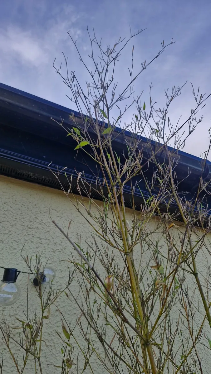 Bamboo plants - Image 3