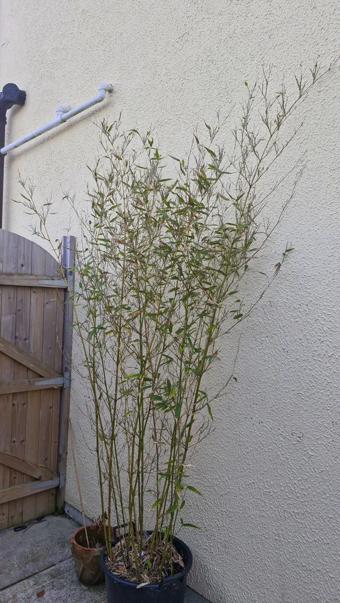 Bamboo plants - Image 4