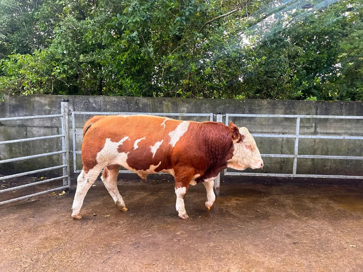 Simmental bull - Image 1