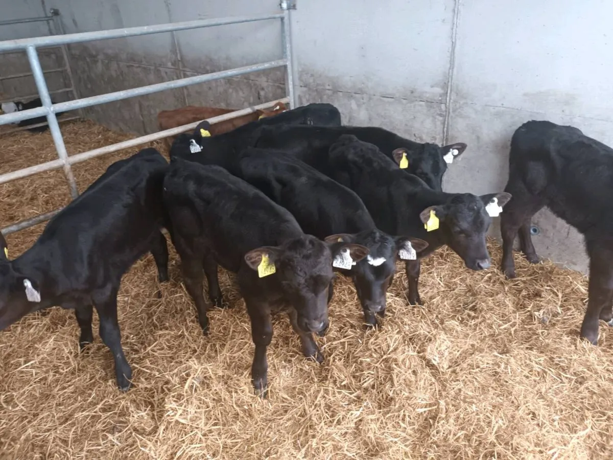 10 CALVES FOR SALE - Image 2