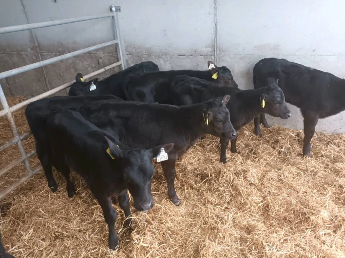 10 CALVES FOR SALE - Image 4