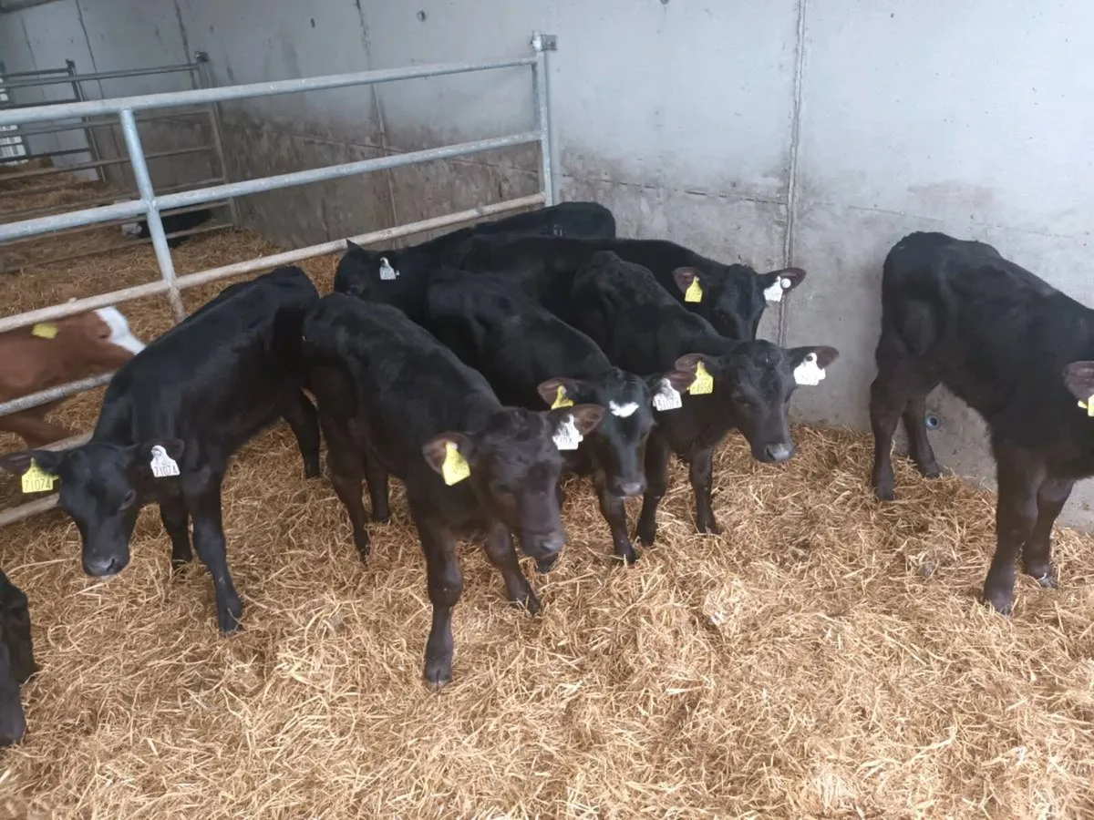 10 CALVES FOR SALE - Image 3