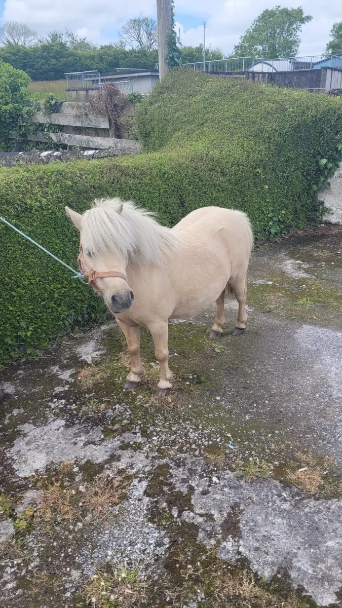 Miniature Mare - Image 4