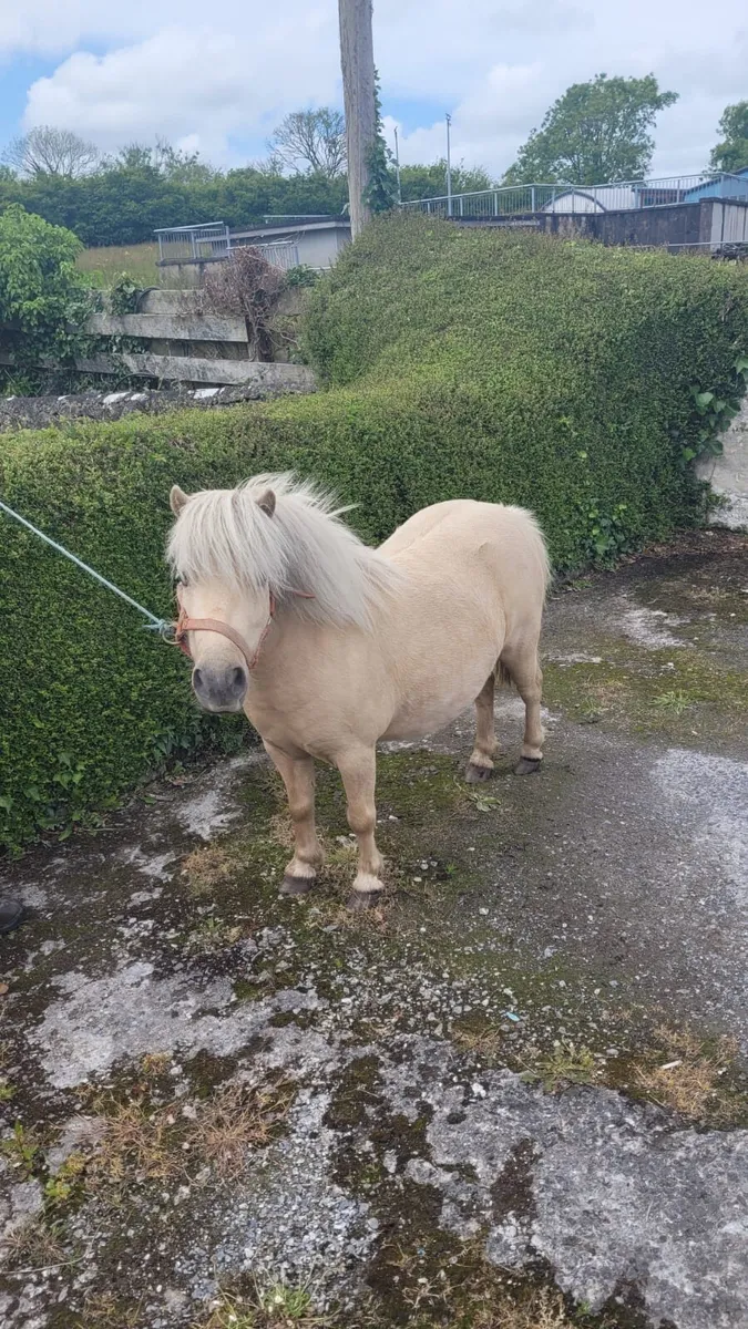 Miniature Mare - Image 1