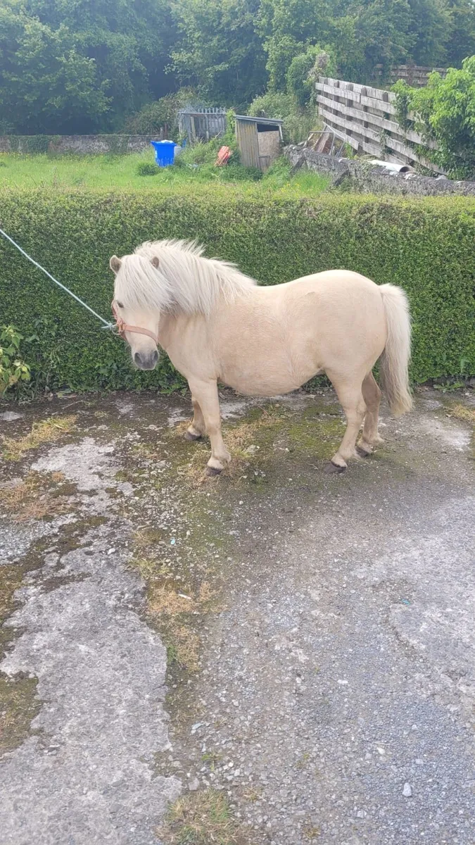 Miniature Mare - Image 2