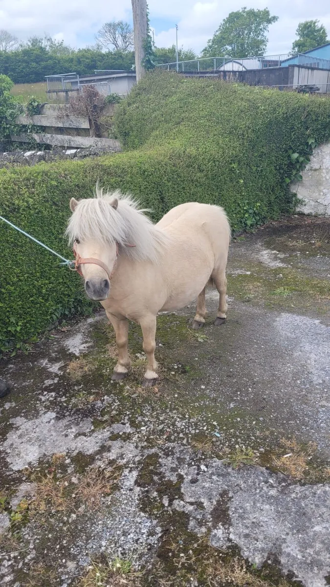 Miniature Mare - Image 3
