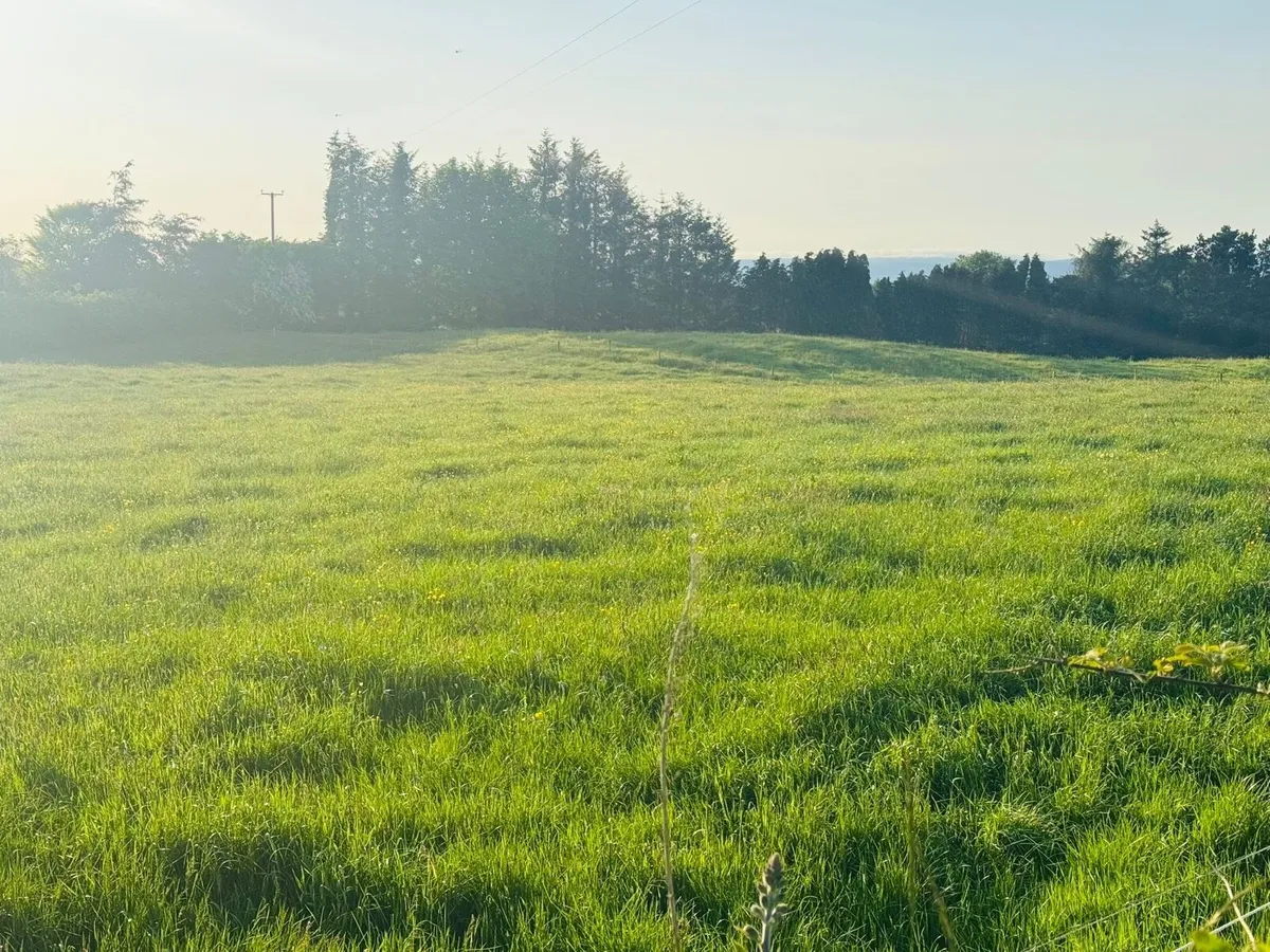 Grass livery available for limited time - Image 3