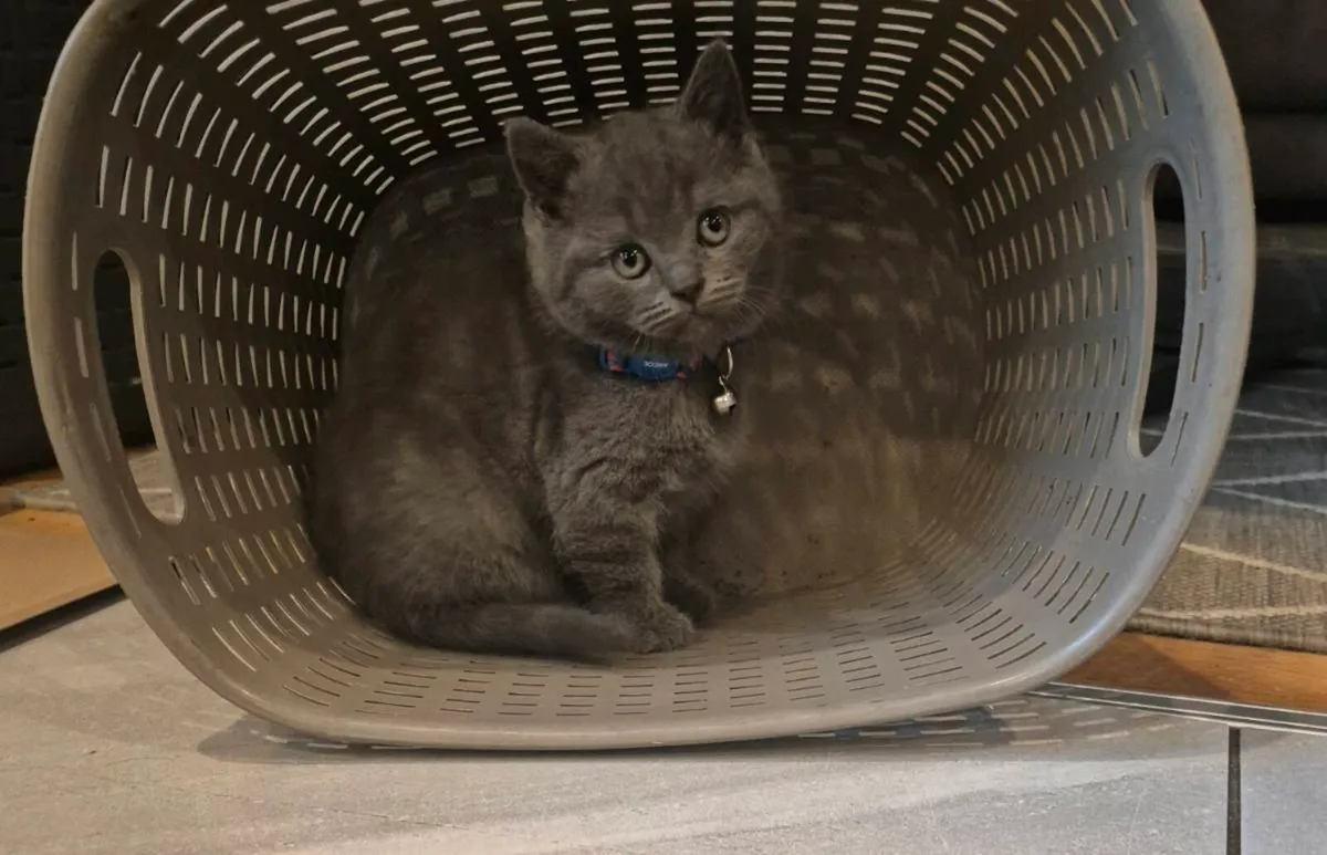 British Shorthair Blue Kittens( 1 BOY LEFT) - Image 2
