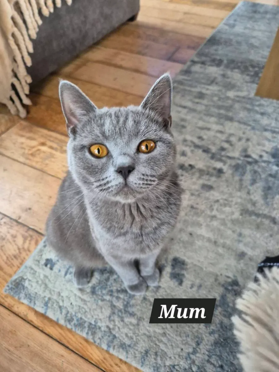 British Shorthair Blue Kittens( 1 BOY LEFT) - Image 3