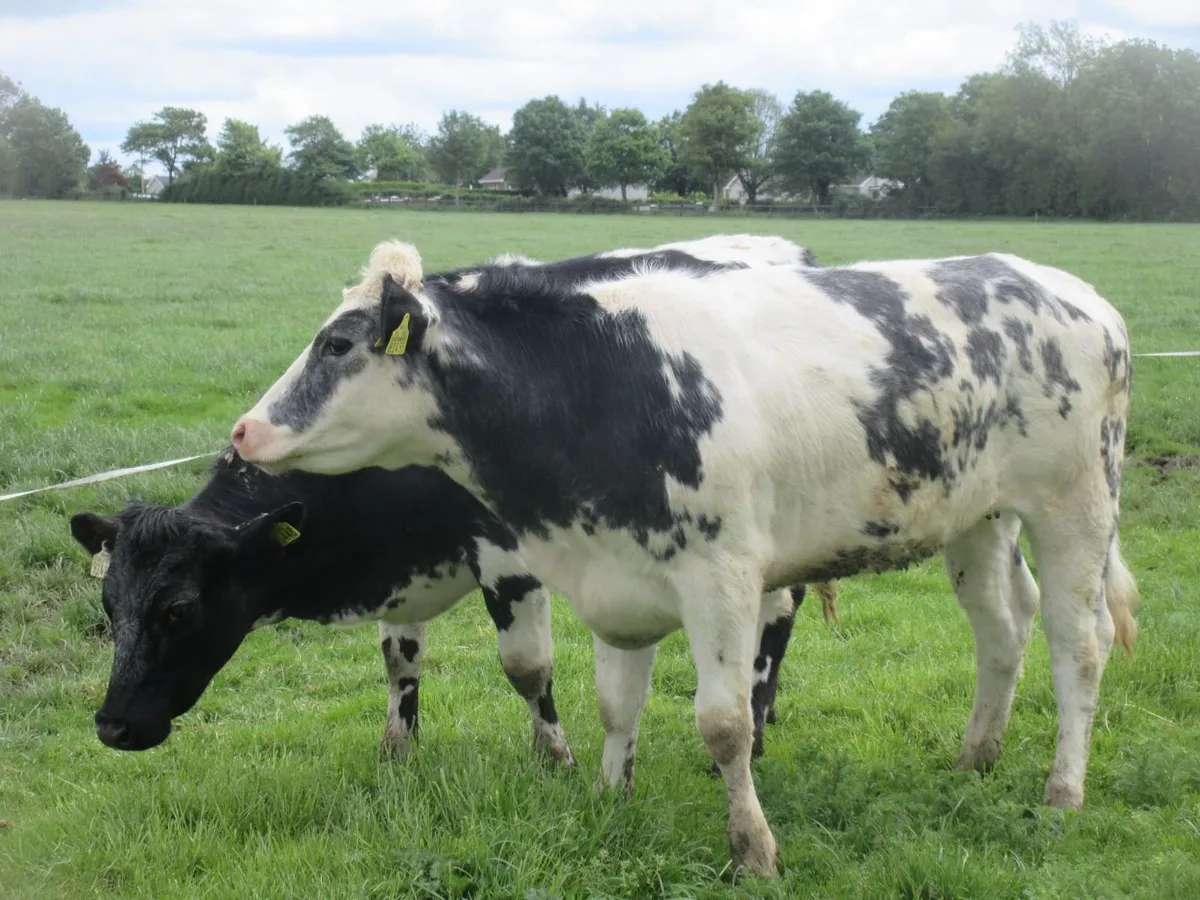 2 belgian blue heifers suitable for breeding 400k - Image 3