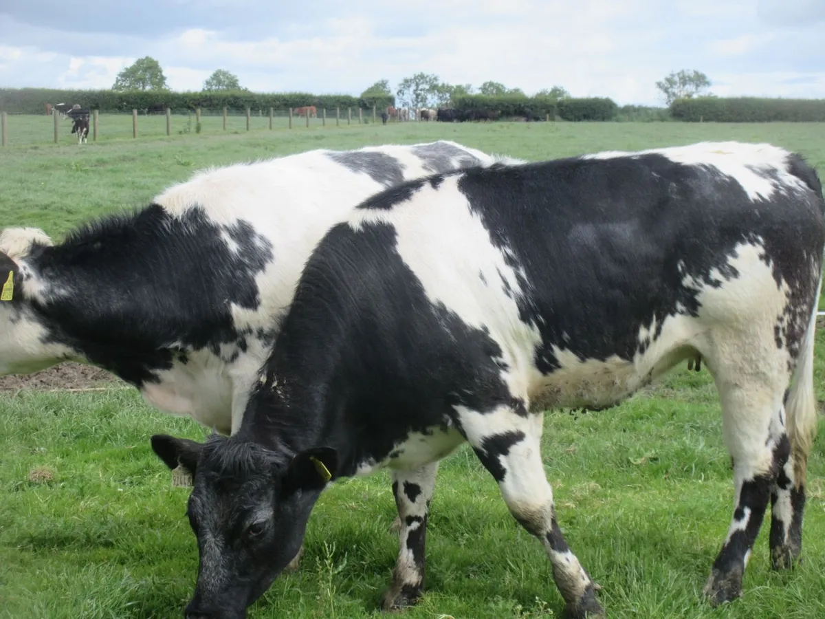2 belgian blue heifers suitable for breeding 400k - Image 2