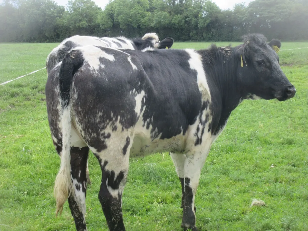 2 belgian blue heifers suitable for breeding 400k - Image 1